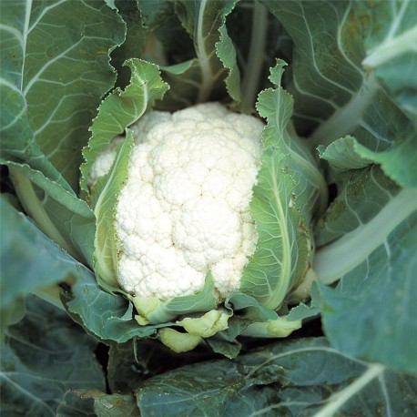 CHOU FLEUR TARDIF D'Angers - Graines BIO | Ferme de Sainte Marthe | Graines et Bio