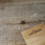 CHOU FLEUR TARDIF D'Angers - Graines BIO | Ferme de Sainte Marthe | Graines et Bio