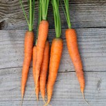 🥕 Graines de CAROTTE - CAROTTE AMSTERDAM - Graines BIO