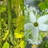 COURGE SERPENT - Graines BIO | Ferme de Sainte Marthe | Graines et Bio