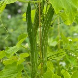 COURGE SERPENT - Graines BIO | Ferme de Sainte Marthe | Graines et Bio