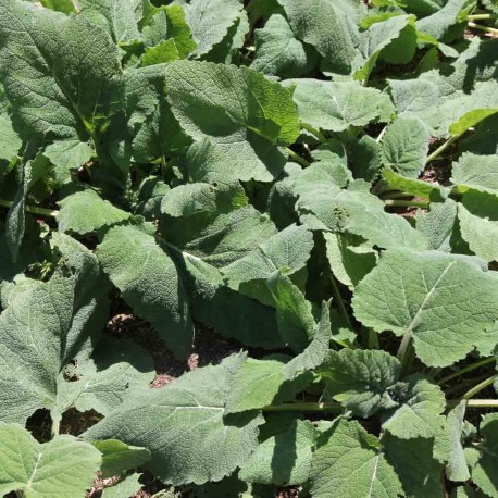 SAUGE Sclarée - Graines BIO | Ferme de Sainte Marthe | Graines et Bio