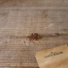 BENOITE Sauvage - Graines BIO | Ferme de Sainte Marthe | Graines et Bio