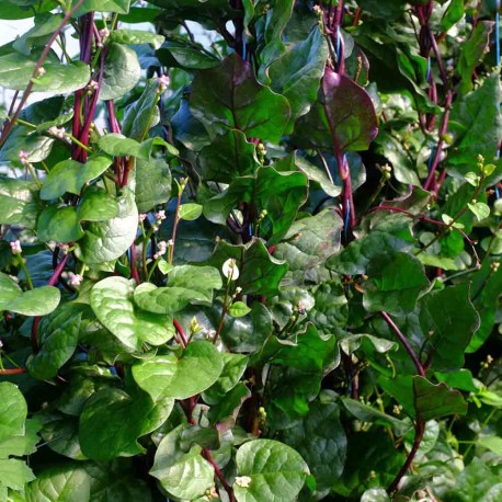 BASELLE ou ÉPINARD Malabar Rouge - Graines BIO | Ferme de Sainte Marthe | Graines et Bio