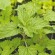 CATAIRE ou NEPETA - Graines BIO
