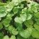 COCHLÉAIRE Officinale - Graines BIO