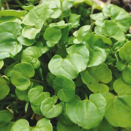 COCHLÉAIRE Officinale - Graines BIO | Ferme de Sainte Marthe | Graines et Bio