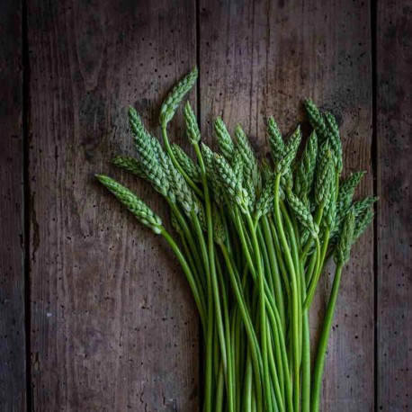 ASPERGETTE DES BOIS ou ASPERGE SAUVAGE - Graines non traitées | Ferme de Sainte Marthe | Graines et Bio ASPERGETTE DES BOIS ou ASPERGE SAUVAGE - Graines non traitées | Ferme de Sainte Marthe | Graines et Bio