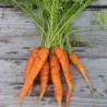 CAROTTE ANCIENNE ROTHILD - Graines BIO | Ferme de Sainte Marthe | Graines et Bio