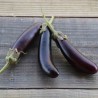 MINI AUBERGINE Little Finger - Graines BIO | Ferme de Sainte Marthe | Graines et Bio