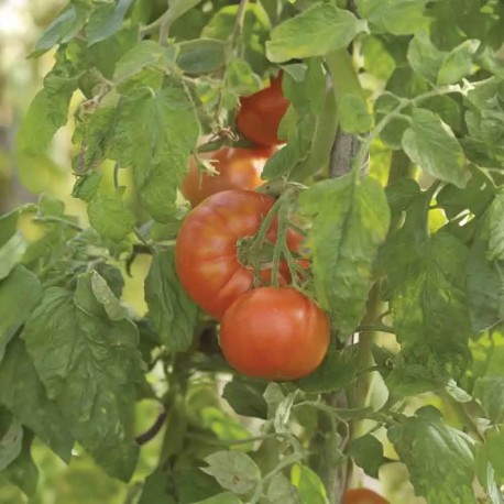 TOMATE MERVEILLE DES MARCHÉS - Graines BIO | Ferme de Sainte Marthe | Graines et Bio TOMATE MERVEILLE DES MARCHÉS - Graines BIO | Ferme de Sainte Marthe | Graines et Bio
