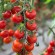 TOMATE CERISE Miel du Mexique - Graines BIO