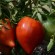 TOMATE PETIT COEUR DE BOEUF - Graines BIO