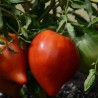 TOMATE PETIT COEUR DE BOEUF - Graines BIO | Ferme de Sainte Marthe | Graines et Bio