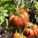 TOMATE PURPLE CALABASH - Graines BIO