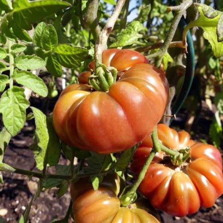 TOMATE PURPLE CALABASH - Graines BIO | Ferme de Sainte Marthe | Graines et Bio TOMATE PURPLE CALABASH - Graines BIO | Ferme de Sainte Marthe | Graines et Bio