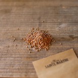 RADIS BLEU d'Automne et d'Hiver - Graines BIO | Ferme de Sainte Marthe | Graines et Bio