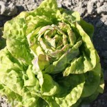 LAITUE Pommée REINE DE MAI - Graines BIO | Ferme de Sainte Marthe | Graines et Bio