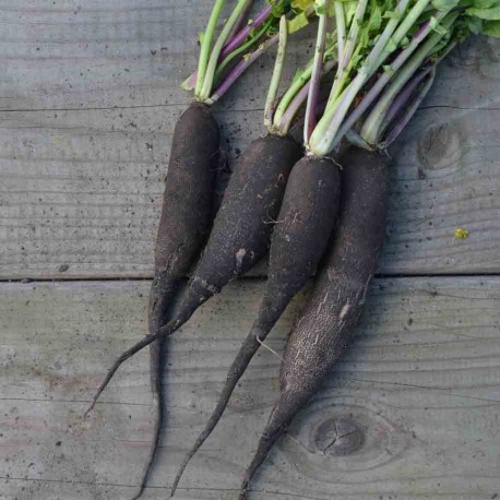RADIS NOIR Long Maraicher - Graines BIO | Ferme de Sainte Marthe | Graines et Bio RADIS NOIR Long Maraicher - Graines BIO | Ferme de Sainte Marthe | Graines et Bio
