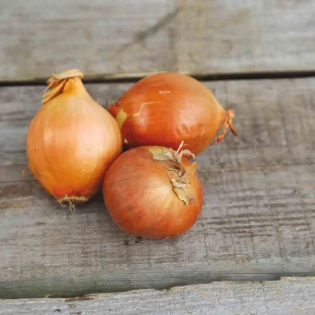 OIGNON JAUNE Stuttgarter - Graines BIO | Ferme de Sainte Marthe | Graines et Bio OIGNON JAUNE Stuttgarter - Graines BIO | Ferme de Sainte Marthe | Graines et Bio