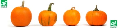 Graines BIO de COURGES à semer