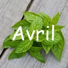 calendrier semis avril