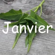 calendrier semis janvier