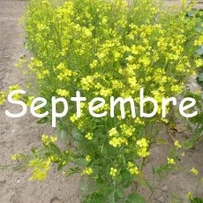 calendrier semis avril