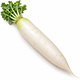 Radis Daikon