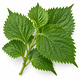 Shiso