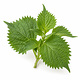 Shiso