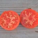 Tomates précoces