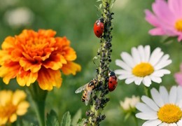 Plantes et Fleurs utiles contre les pucerons