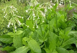 Plants de tabac
