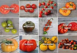 Choisir mes tomates